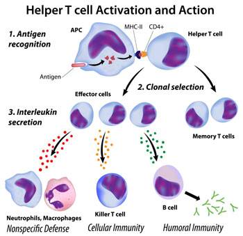 T cell activation. Fucoidan