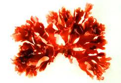 red alga - source of fucoidan
