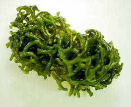 зеленые водоросли - источник фукоидана