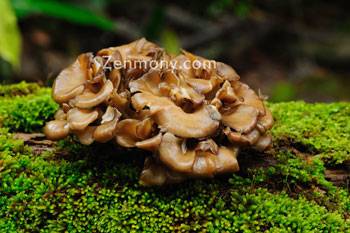 Maitake mushroom