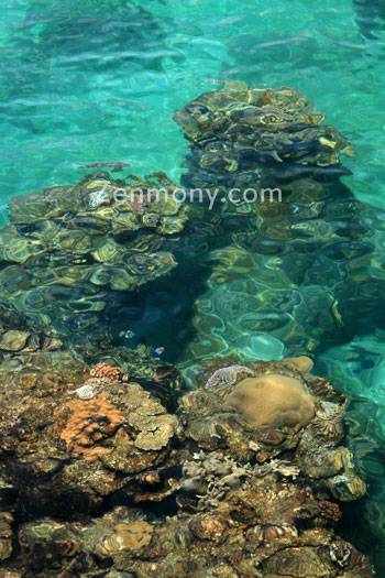 Coral reef - Miyakojima island, Okinawa