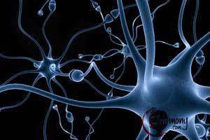 fucoidan informational function