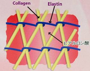 élastine, collagen, hyalyronic acid