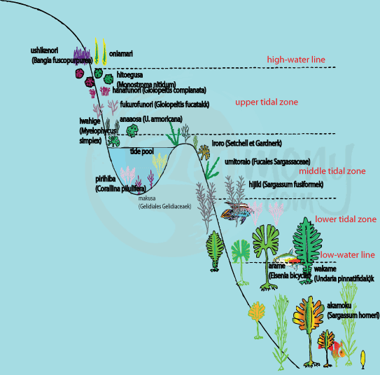 Seaweed distribution