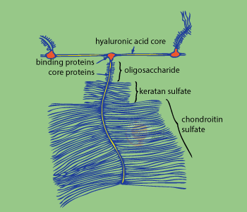 Chondroitin structure