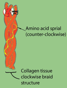 Collagen structure