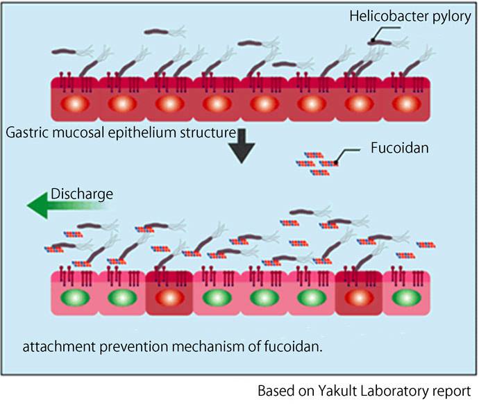 фукоидан предотвращает прилипание вредоносных бактерий Helicobacter pylori на стенки желудка.