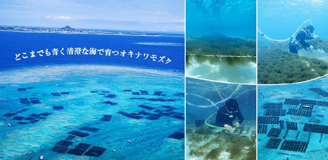 культивация водоросли мозуку в прибрежных водах острова Окинава