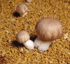 흰들버섯의 항암 효과
