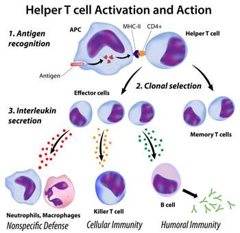 T ocultación activación. Fucoidan