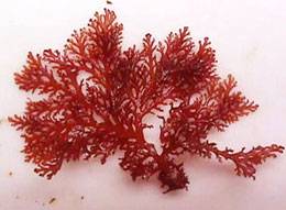red seaweed - source of fucoidan seaweed red