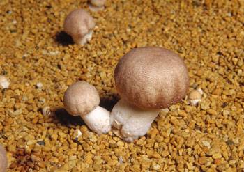 흰들버섯의 항암 효과