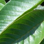 Guava leaves