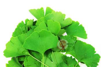 Ginkgo Ginkgo