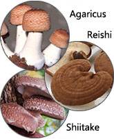 Agaricus, reishi and shiitake mushrooms.