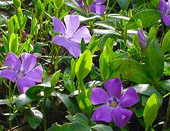 Periwinkle - Vinca minor