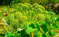 Angelica archangelica