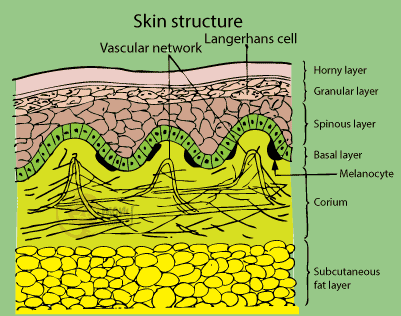 Skin structure