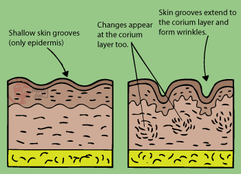 Chondroitin wrinkles formation