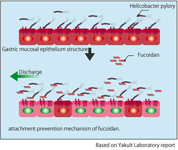 Fucoidan prevents Helicobacter pylori from becoming attached to the stomach lining.