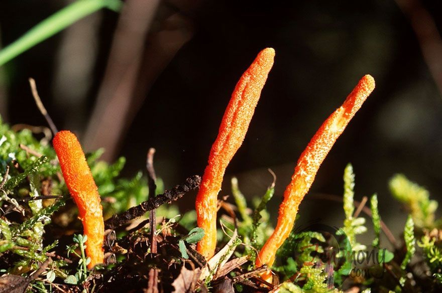 Caterpillar fungus