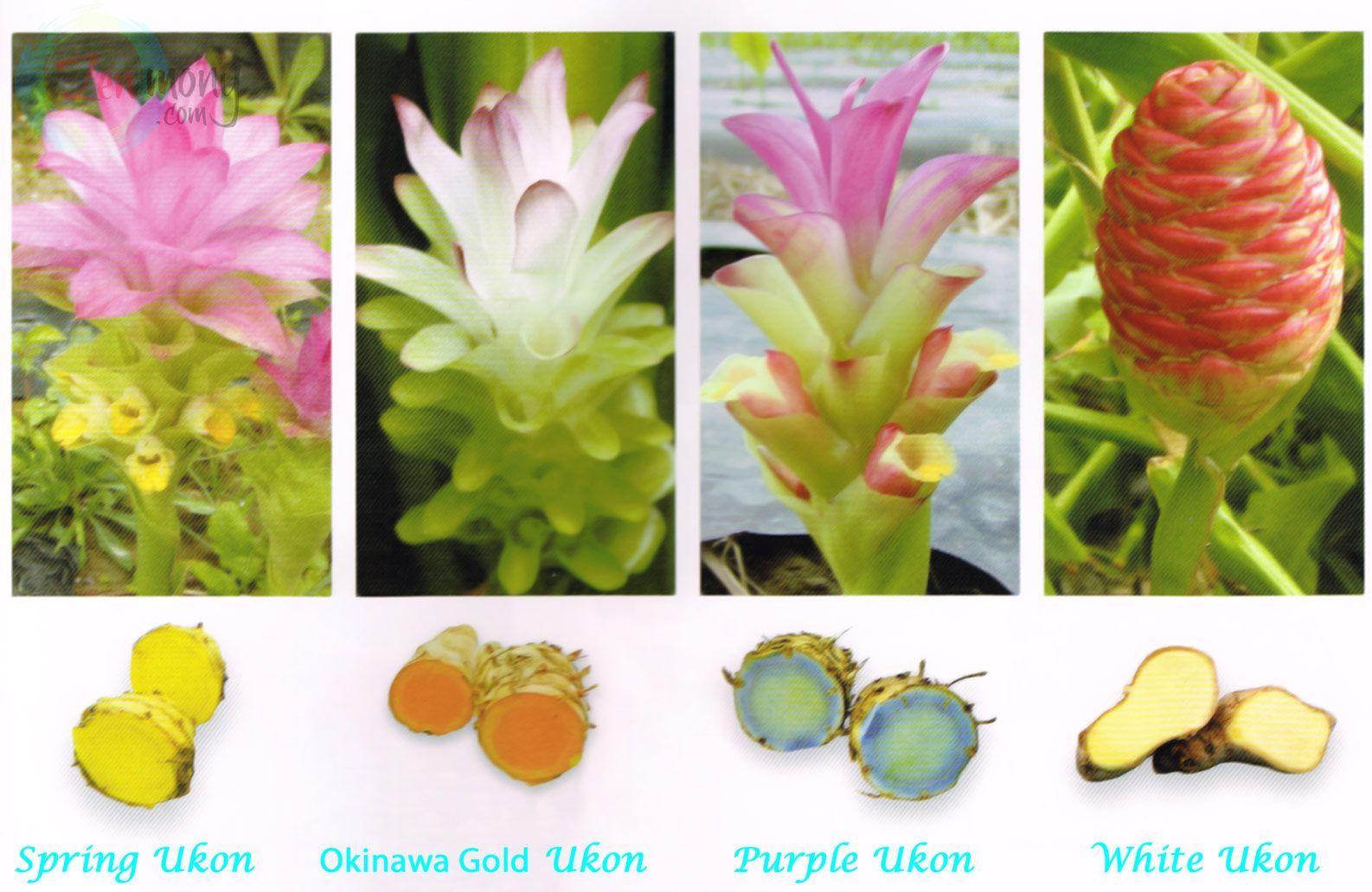 Okinawa Ukon, Curcuma