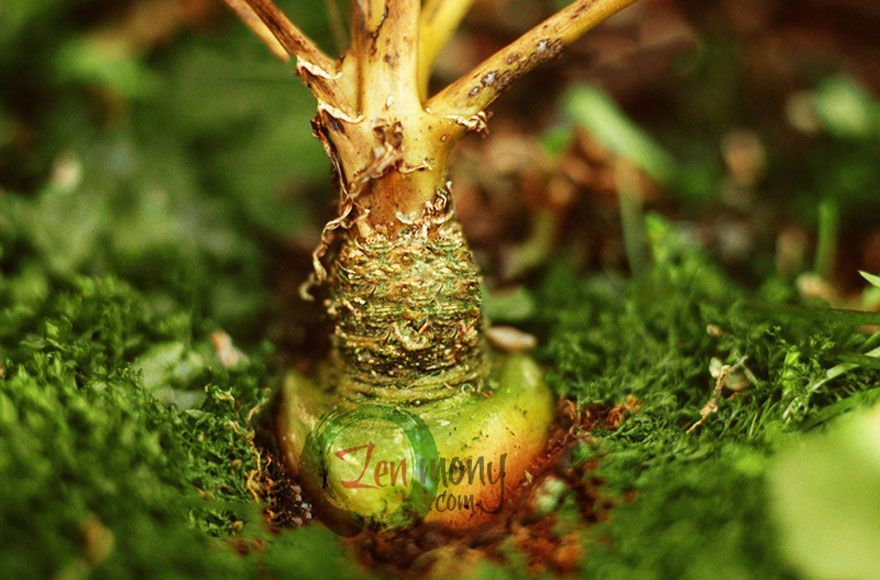 Peruvian maca grown in Okinawa