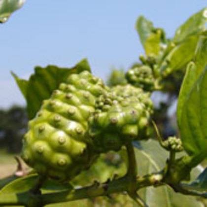 Сила Нони (Morinda Citrifolia) Окинава_0